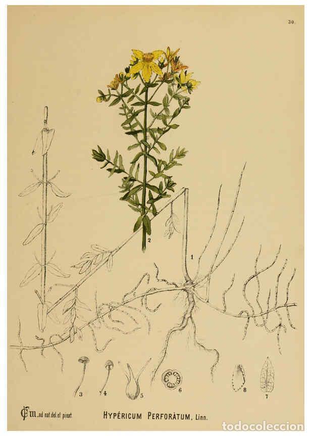 Sammeln von Zeitschriften und Zeitungen: Reproducci&oacute;n/Reproduction 6025950800: American medicinal plants New York,Boericke & Tafel,c1887 - Ch