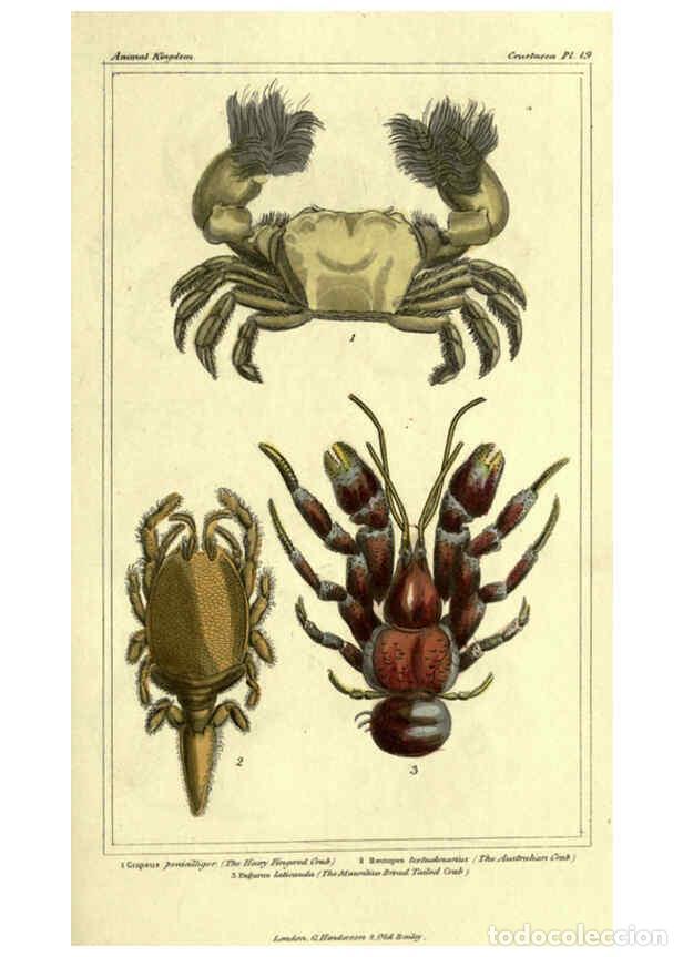 Sammeln von Zeitschriften und Zeitungen: Reproducci&oacute;n/Reproduction 6298066465: The animal kingdom, arranged according to its organization Lon