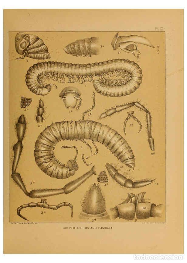 Sammeln von Zeitschriften und Zeitungen: Reproducci&oacute;n/Reproduction 6298606542: The cave fauna of North America Washington,National Academy of