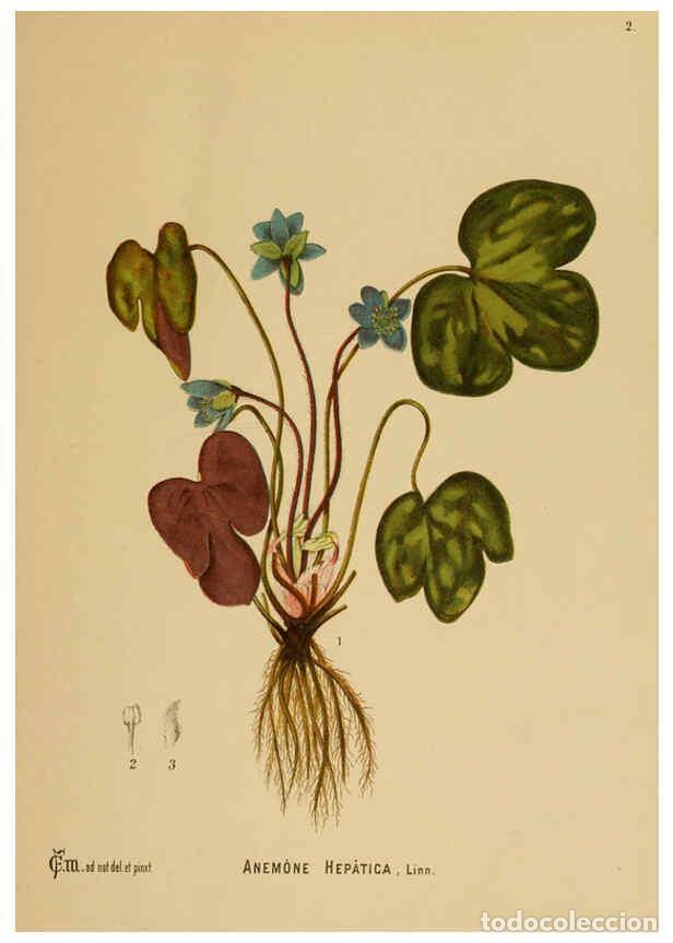 Sammeln von Zeitschriften und Zeitungen: Reproducci&oacute;n/Reproduction 6025386733: American medicinal plants New York,Boericke & Tafel,c1887 - Ch