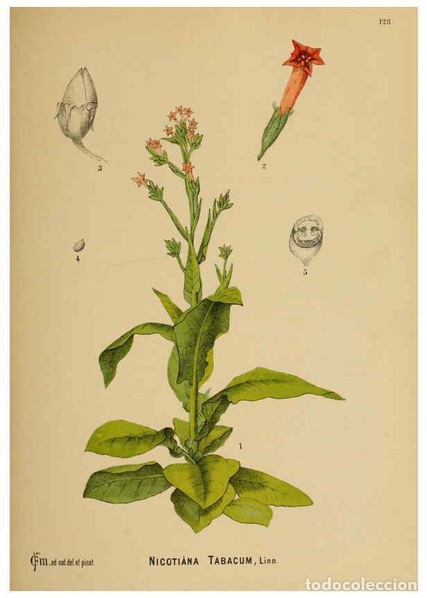 Sammeln von Zeitschriften und Zeitungen: Reproducci&oacute;n/Reproduction 6025428925: American medicinal plants New York,Boericke & Tafel,c1887 - Ch