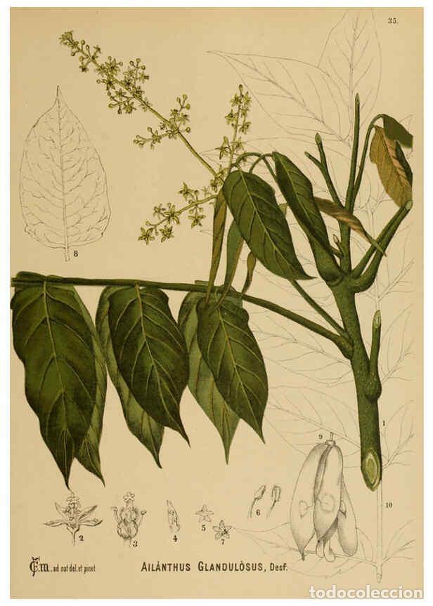 Sammeln von Zeitschriften und Zeitungen: Reproducci&oacute;n/Reproduction 6025396753: American medicinal plants New York,Boericke & Tafel,c1887 - Ch