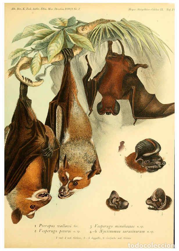 Sammeln von Zeitschriften und Zeitungen: Reproducci&oacute;n/Reproduction 6298596020: S&auml;ugethiere vom Celebes- und Philippinen-Archipel, 1-2. Berlin