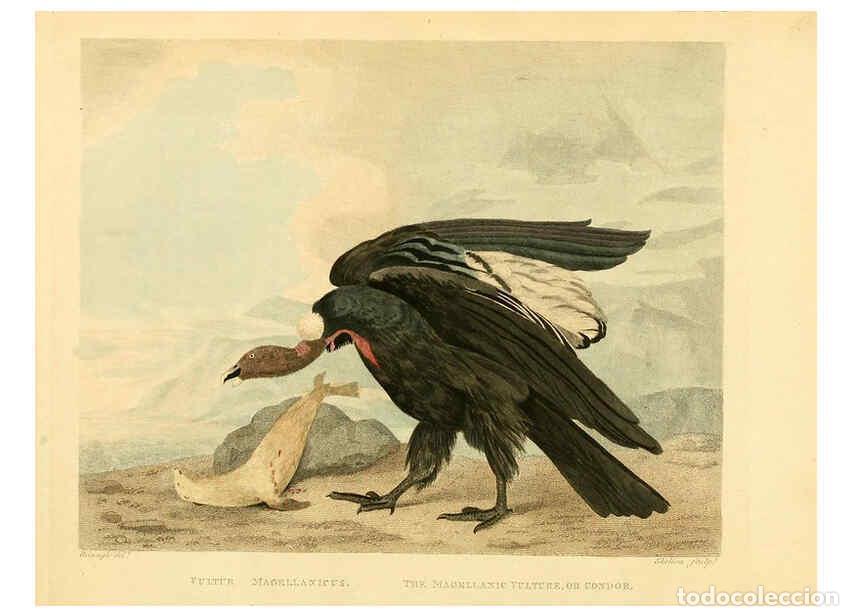 Sammeln von Zeitschriften und Zeitungen: Reproducci&oacute;n/Reproduction 6298075433: Musei Leveriani explicatio, anglica et latina [London] :Impens