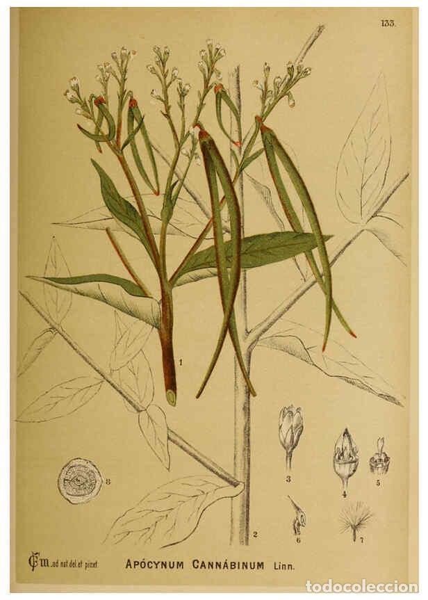 Sammeln von Zeitschriften und Zeitungen: Reproducci&oacute;n/Reproduction 6025985856: American medicinal plants New York,Boericke & Tafel,c1887 - Ch