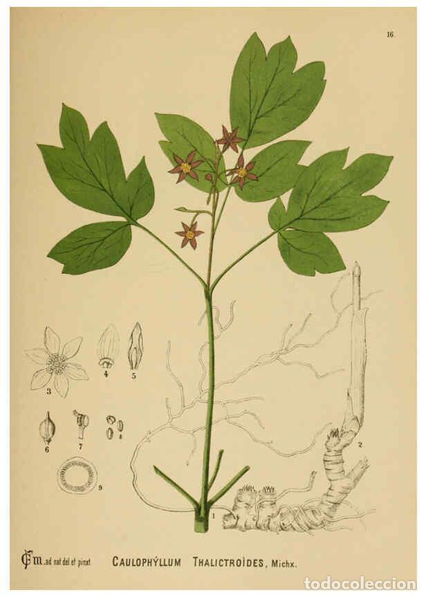 Sammeln von Zeitschriften und Zeitungen: Reproducci&oacute;n/Reproduction 6025391079: American medicinal plants New York,Boericke & Tafel,c1887 - Ch