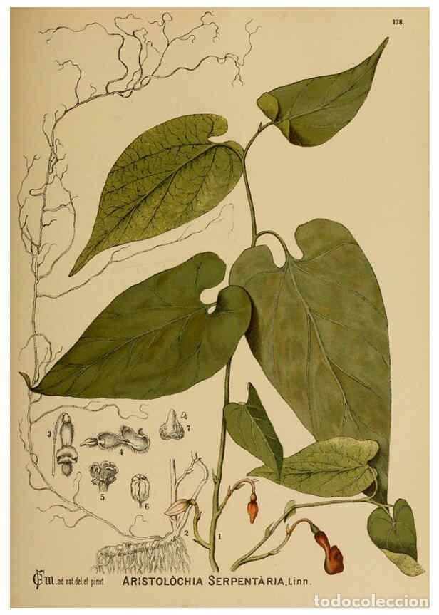 Sammeln von Zeitschriften und Zeitungen: Reproducci&oacute;n/Reproduction 6025987330: American medicinal plants New York,Boericke & Tafel,c1887 - Ch