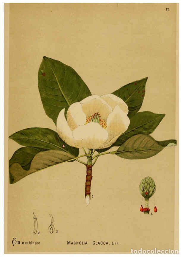 Sammeln von Zeitschriften und Zeitungen: Reproducci&oacute;n/Reproduction 6025945340: American medicinal plants New York,Boericke & Tafel,c1887 - Ch