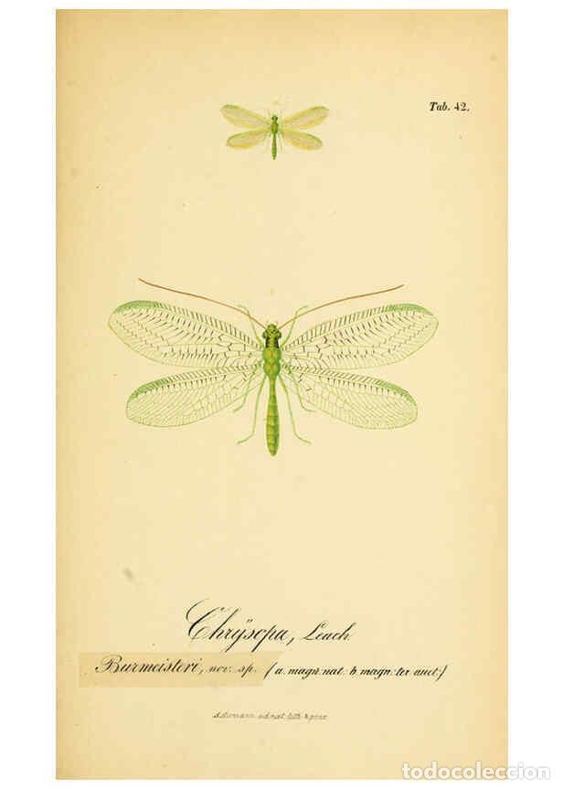 Sammeln von Zeitschriften und Zeitungen: Reproducci&oacute;n/Reproduction 6288930351: Symbolae ad monographiam generis chrysopae, Leach. Vratislavia