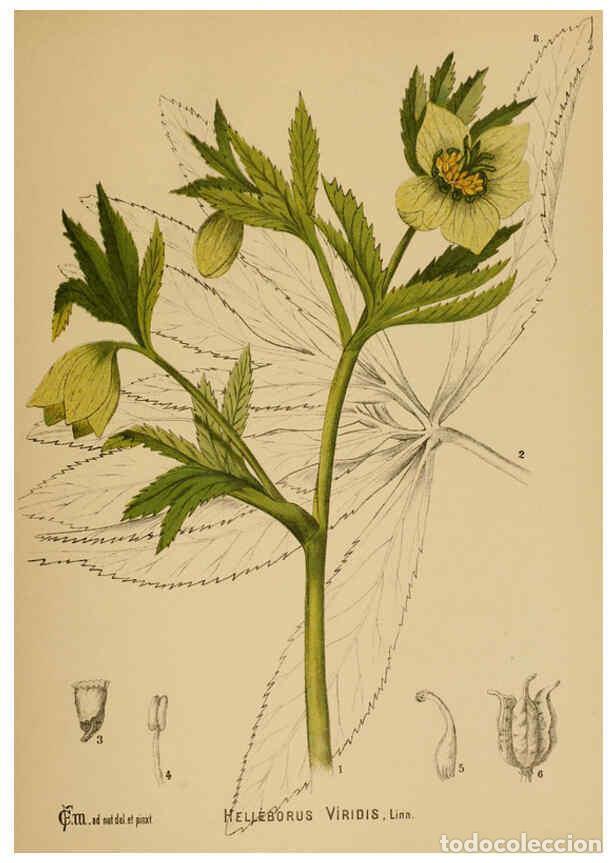 Colecionismo de Revistas e Jornais: Reproducci&oacute;n/Reproduction 6025944174: American medicinal plants New York,Boericke & Tafel,c1887 - Ch