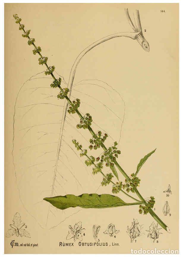 Colecionismo de Revistas e Jornais: Reproducci&oacute;n/Reproduction 6025434485: American medicinal plants New York,Boericke & Tafel,c1887 - Ch