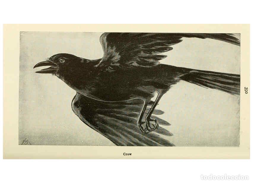 Colecionismo de Revistas e Jornais: Reproducci&oacute;n/Reproduction 6298610322: Field book of wild birds and their music London,G.P. Putnam's