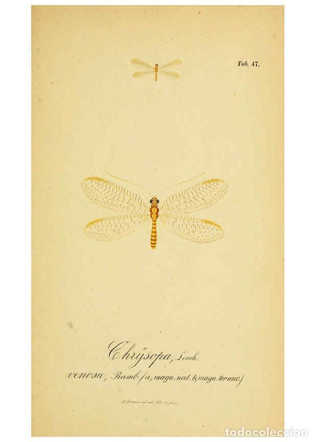 Colecionismo de Revistas e Jornais: Reproducci&oacute;n/Reproduction 6288931771: Symbolae ad monographiam generis chrysopae, Leach. Vratislavia