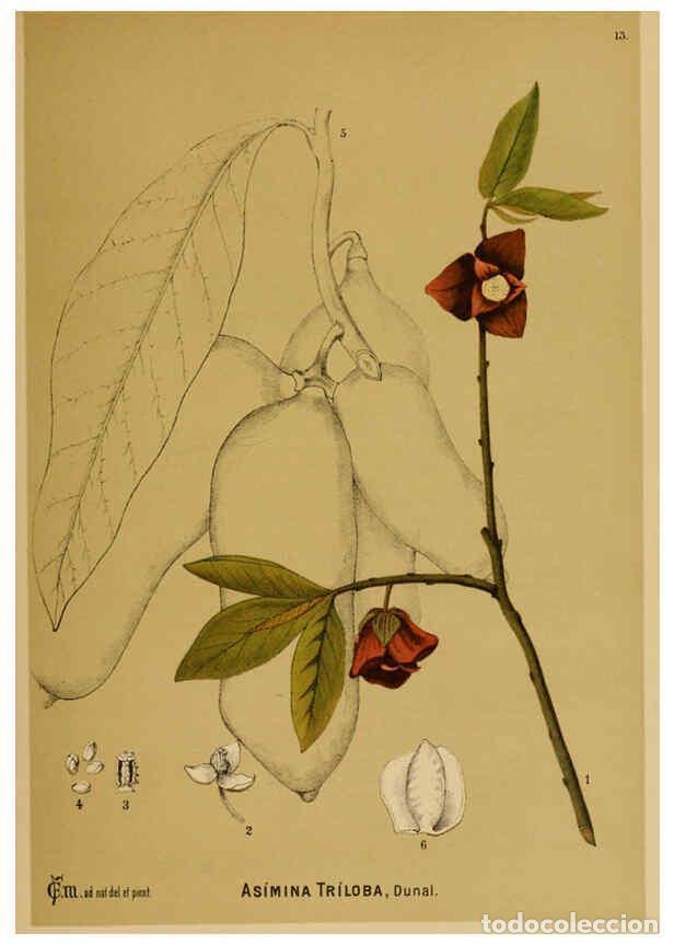 Colecionismo de Revistas e Jornais: Reproducci&oacute;n/Reproduction 6025390323: American medicinal plants New York,Boericke & Tafel,c1887 - Ch