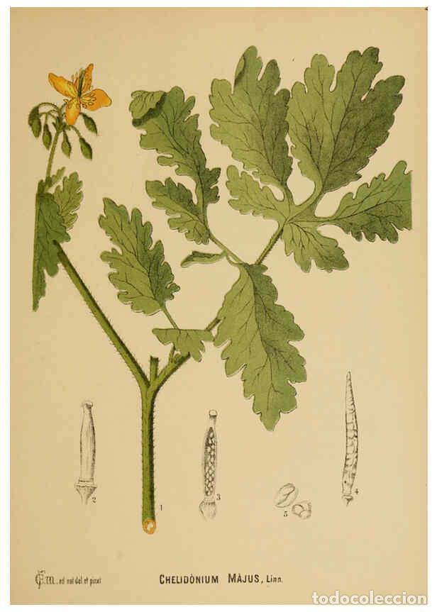 Colecionismo de Revistas e Jornais: Reproducci&oacute;n/Reproduction 6025948020: American medicinal plants New York,Boericke & Tafel,c1887 - Ch