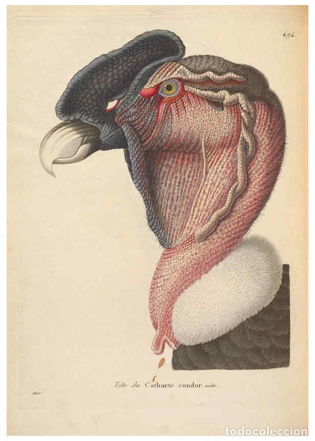 Colecionismo de Revistas e Jornais: Reproducci&oacute;n/Reproduction 6298081321: Nouveau recueil de planches colori&eacute;es d'oiseaux A Strasbourgh