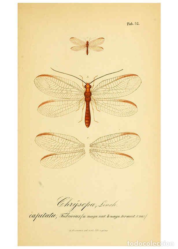 Colecionismo de Revistas e Jornais: Reproducci&oacute;n/Reproduction 6289453322: Symbolae ad monographiam generis chrysopae, Leach. Vratislavia