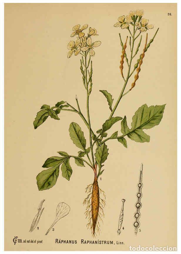 Colecionismo de Revistas e Jornais: Reproducci&oacute;n/Reproduction 6025394397: American medicinal plants New York,Boericke & Tafel,c1887 - Ch