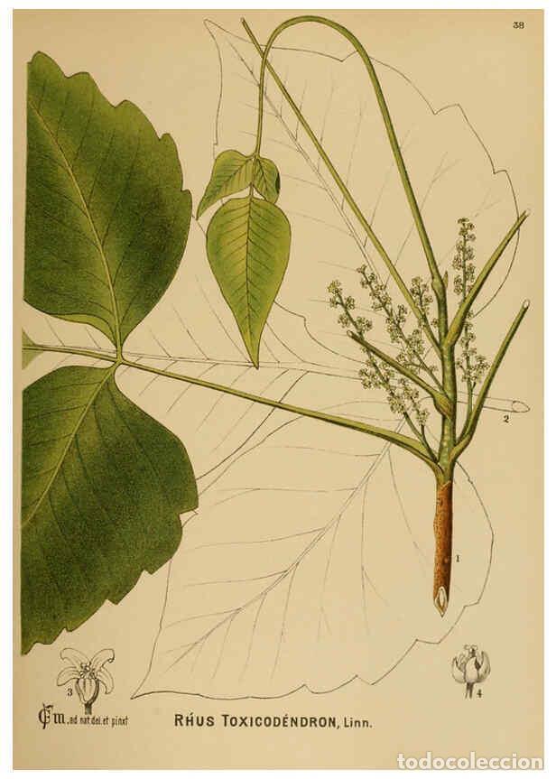 Colecionismo de Revistas e Jornais: Reproducci&oacute;n/Reproduction 6025952848: American medicinal plants New York,Boericke & Tafel,c1887 - Ch