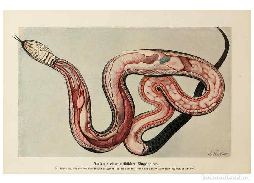 Colecionismo de Revistas e Jornais: Reproducci&oacute;n/Reproduction 6298077993: Brehms Tierleben. Bd.1 Leipzig,Bibliographisches Institut,1911