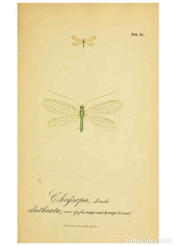 Colecionismo de Revistas e Jornais: Reproducci&oacute;n/Reproduction 6289449786: Symbolae ad monographiam generis chrysopae, Leach. Vratislavia