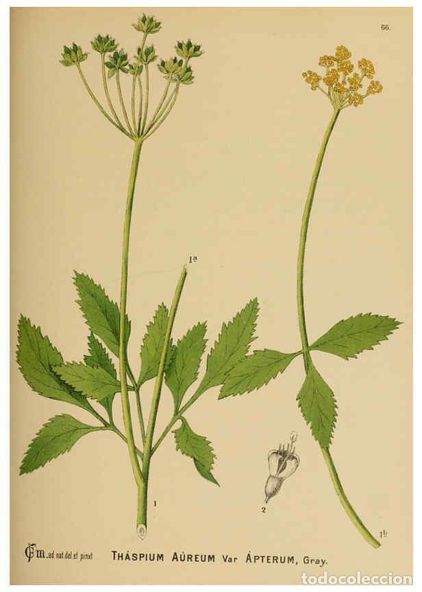 Colecionismo de Revistas e Jornais: Reproducci&oacute;n/Reproduction 6025408877: American medicinal plants New York,Boericke & Tafel,c1887 - Ch