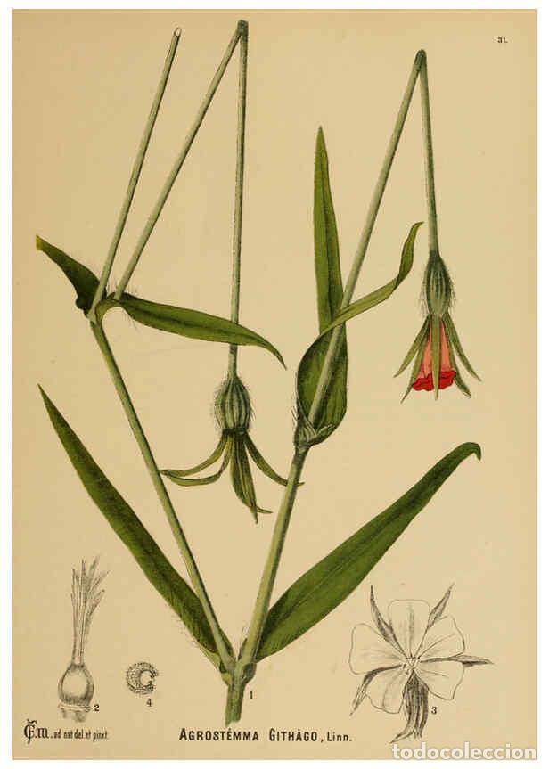 Colecionismo de Revistas e Jornais: Reproducci&oacute;n/Reproduction 6025951014: American medicinal plants New York,Boericke & Tafel,c1887 - Ch