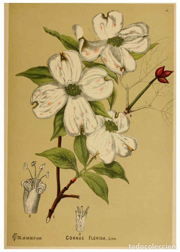 Colecionismo de Revistas e Jornais: Reproducci&oacute;n/Reproduction 6025965746: American medicinal plants New York,Boericke & Tafel,c1887 - Ch