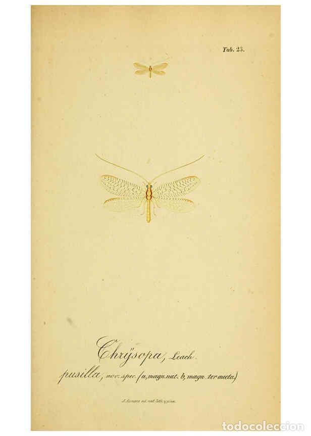 Colecionismo de Revistas e Jornais: Reproducci&oacute;n/Reproduction 6289445188: Symbolae ad monographiam generis chrysopae, Leach. Vratislavia