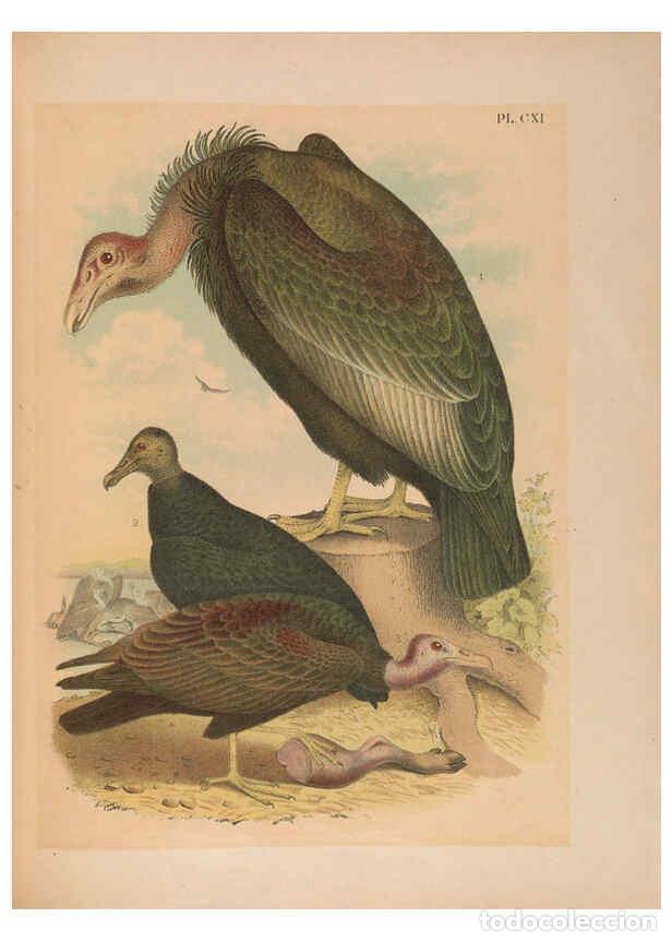 Colecionismo de Revistas e Jornais: Reproducci&oacute;n/Reproduction 6298074047: The birds of North America New York :Published under the auspi