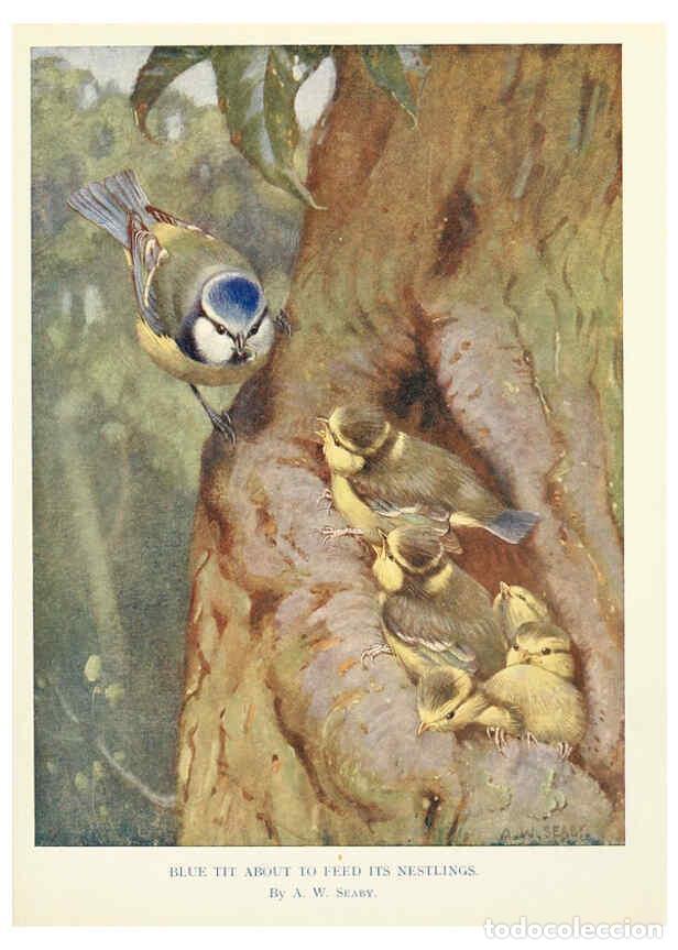 Collection Magazines and Newspapers: Reproducci&oacute;n/Reproduction 6025489801: Birds through the year London,T.C. and E.C. Jack, ltd.[1922] -