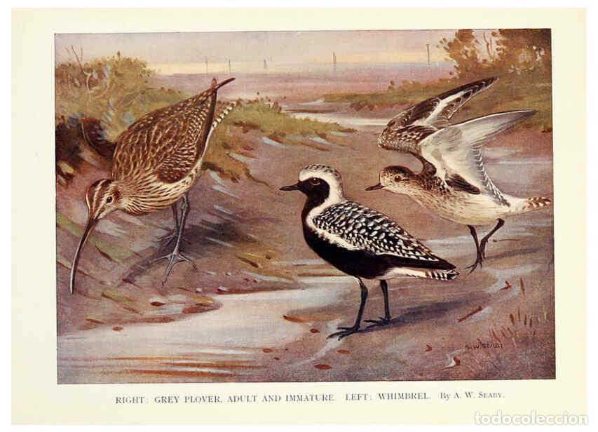 Collezionismo di Riviste e Giornali: Reproducci&oacute;n/Reproduction 6026045952: Birds through the year London,T.C. and E.C. Jack, ltd.[1922] -