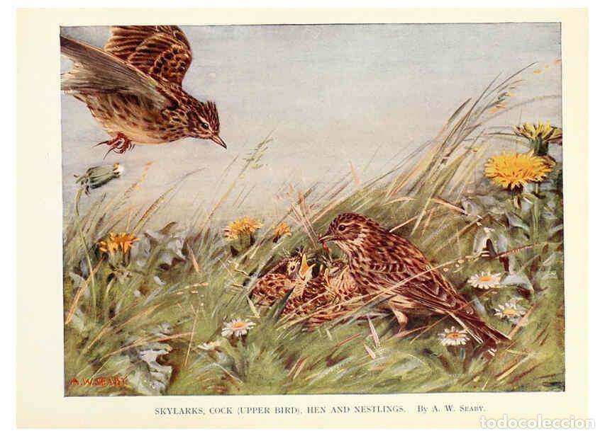 Sammeln von Zeitschriften und Zeitungen: Reproducci&oacute;n/Reproduction 6026047890: Birds through the year London,T.C. and E.C. Jack, ltd.[1922] -