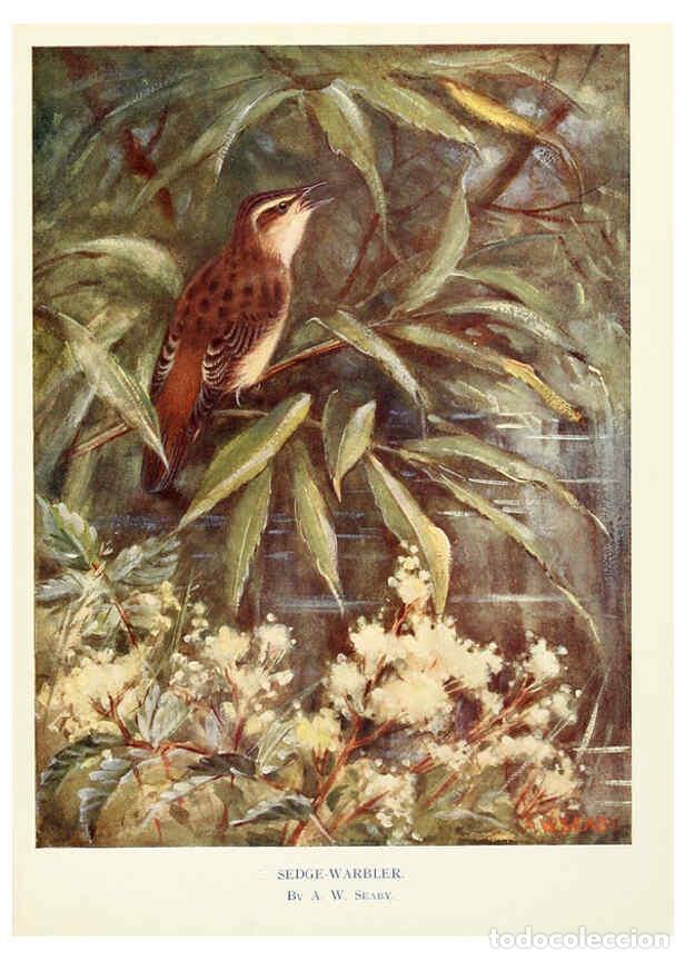 Collection Magazines and Newspapers: Reproducci&oacute;n/Reproduction 6026042290: Birds through the year London,T.C. and E.C. Jack, ltd.[1922] -