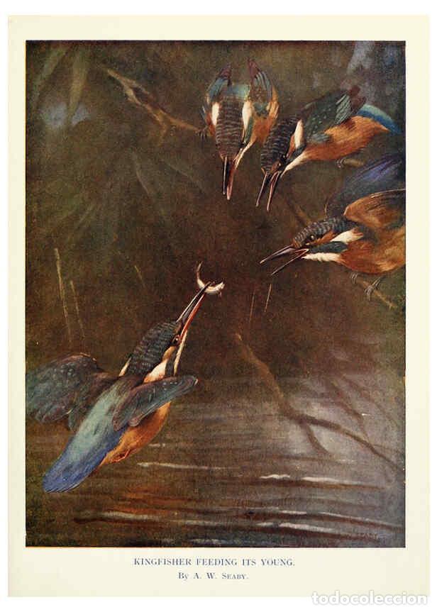 Collectionnisme de Revues et Journaux: Reproducci&oacute;n/Reproduction 6026044146: Birds through the year London,T.C. and E.C. Jack, ltd.[1922] -