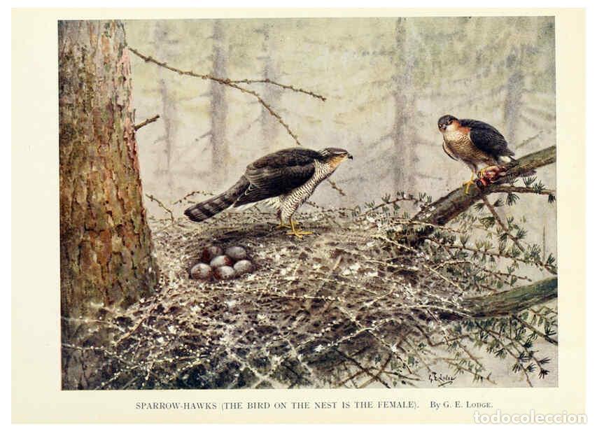 Collectionnisme de Revues et Journaux: Reproducci&oacute;n/Reproduction 6025492507: Birds through the year London,T.C. and E.C. Jack, ltd.[1922] -