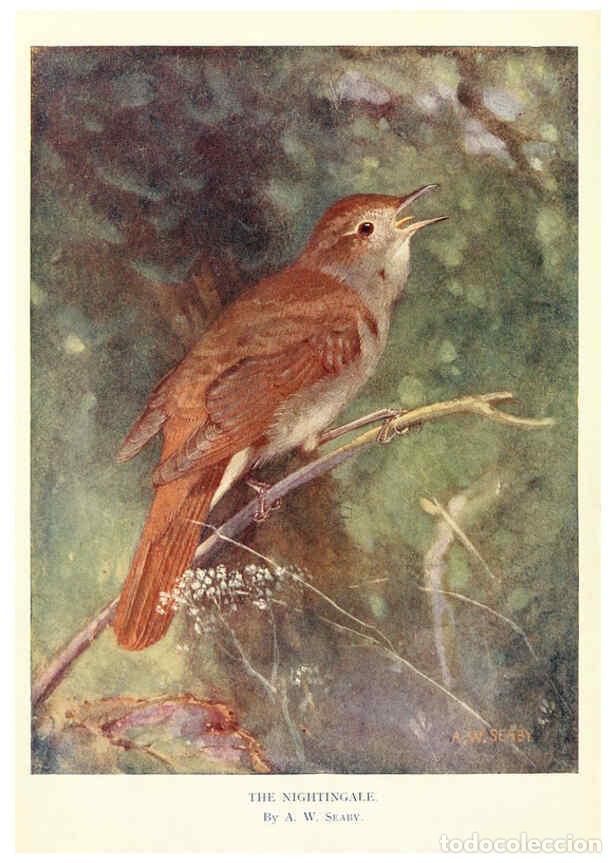 Collectionnisme de Revues et Journaux: Reproducci&oacute;n/Reproduction 6026039204: Birds through the year London,T.C. and E.C. Jack, ltd.[1922] -