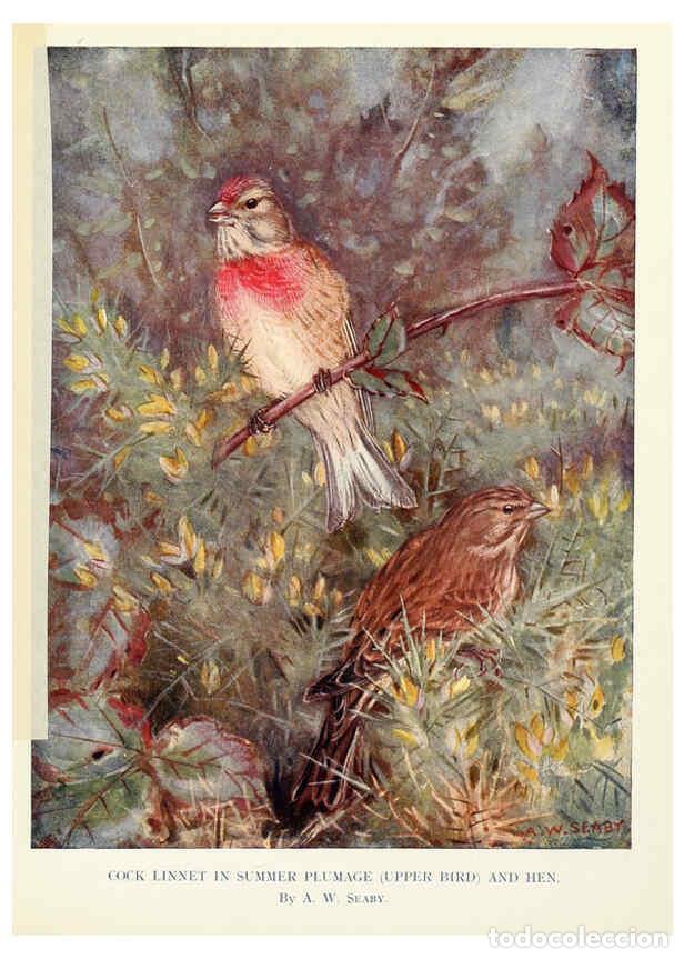 Sammeln von Zeitschriften und Zeitungen: Reproducci&oacute;n/Reproduction 6026041712: Birds through the year London,T.C. and E.C. Jack, ltd.[1922] -