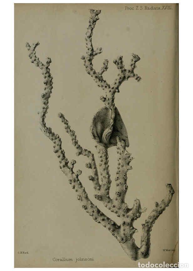 Collection Magazines and Newspapers: Reproducci&oacute;n/Reproduction 6005669263: Proceedings of the Zoological Society of London. 1860. London