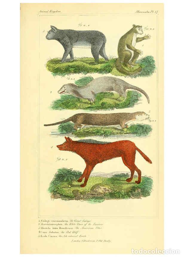 Collection Magazines and Newspapers: Reproducci&oacute;n/Reproduction 6026147140: The animal kingdom, arranged according to its organization, se