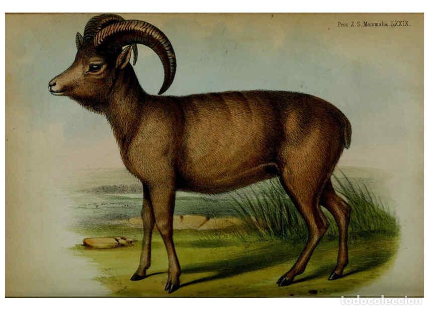 Collection Magazines and Newspapers: Reproducci&oacute;n/Reproduction 6005660113: Proceedings of the Zoological Society of London. 1860. London