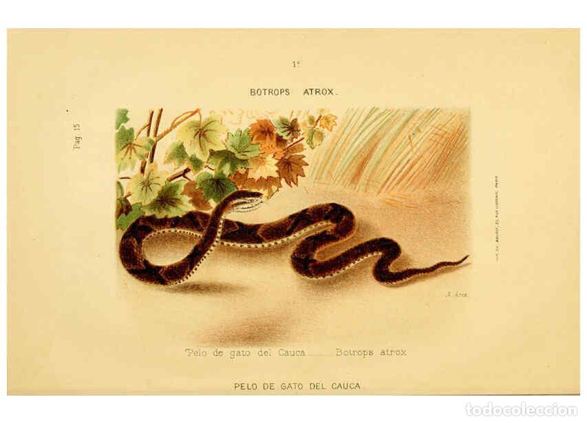 Collection Magazines and Newspapers: Reproducci&oacute;n/Reproduction 6260741362: Los ofidios venenosos del Cauca Cali :[s.n.]1896 - Evaristo Ga