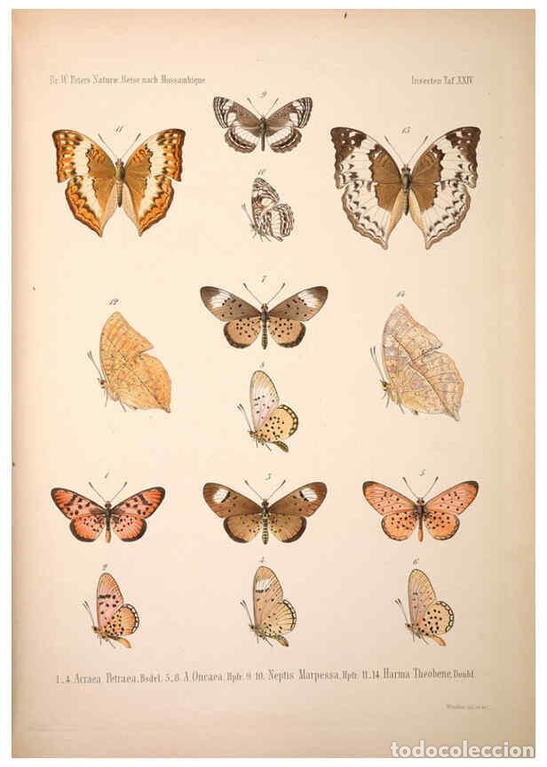 Collection Magazines and Newspapers: Reproducci&oacute;n/Reproduction 6260805258: Naturwissenschaftliche reise nach Mossambique Berlin,G. Reimer