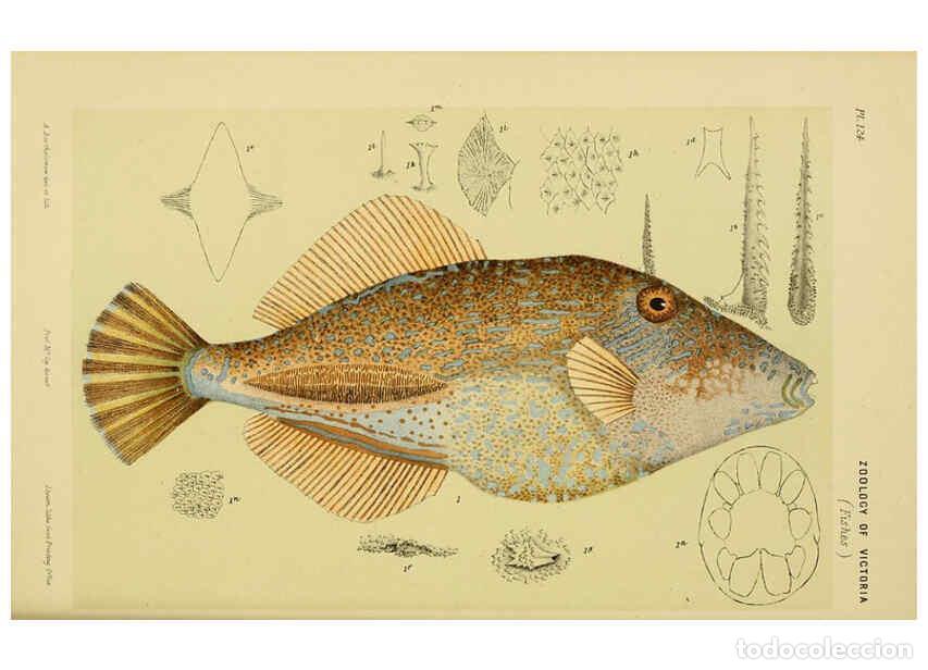 Collection Magazines and Newspapers: Reproducci&oacute;n/Reproduction 6007968501: Natural history of Victoria. Dec.11-15 Melbourne,J.Ferres, gov