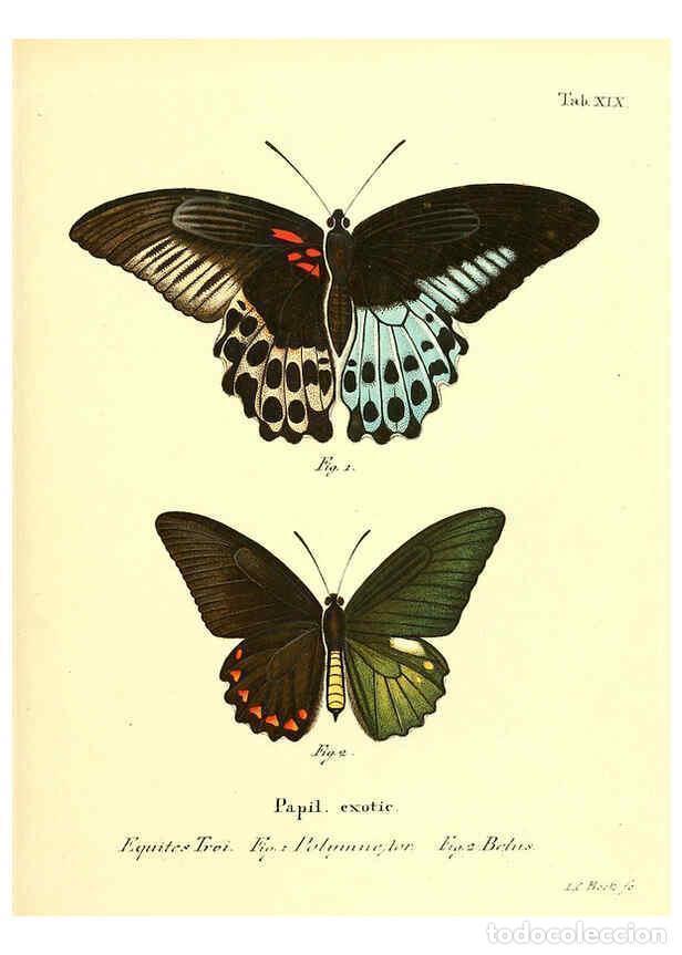 Collection Magazines and Newspapers: Reproducci&oacute;n/Reproduction 6012537816: Die ausl&auml;ndischen Schmetterlinge in Abbildungen nach der Natur