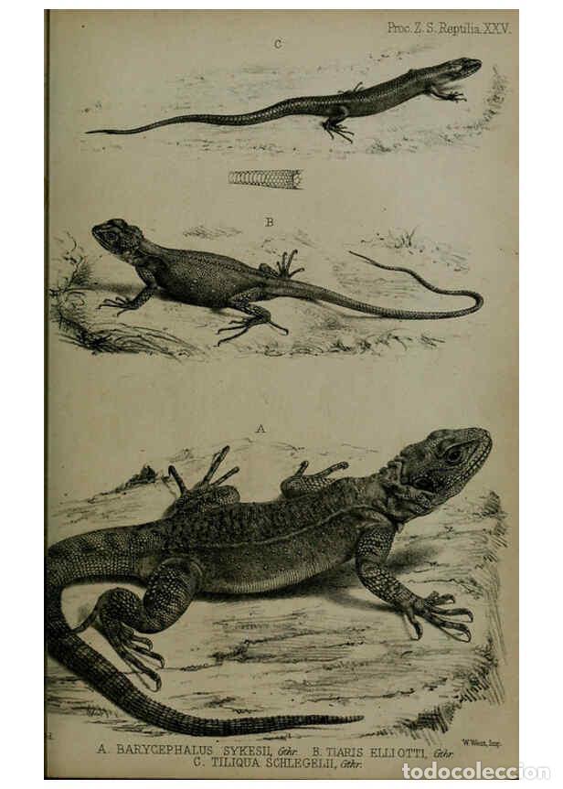 Collection Magazines and Newspapers: Reproducci&oacute;n/Reproduction 6005661765: Proceedings of the Zoological Society of London. 1860. London