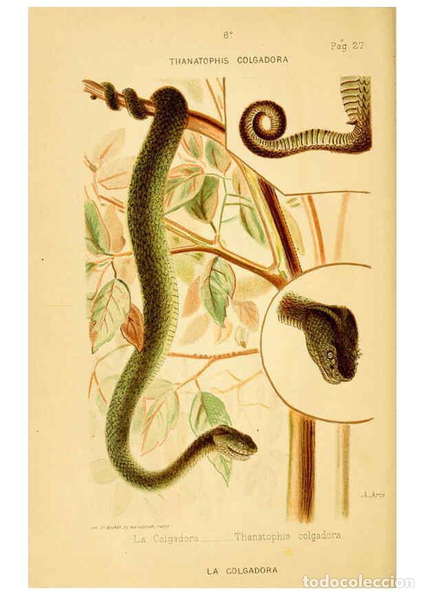 Collection Magazines and Newspapers: Reproducci&oacute;n/Reproduction 6260742560: Los ofidios venenosos del Cauca Cali :[s.n.]1896 - Evaristo Ga