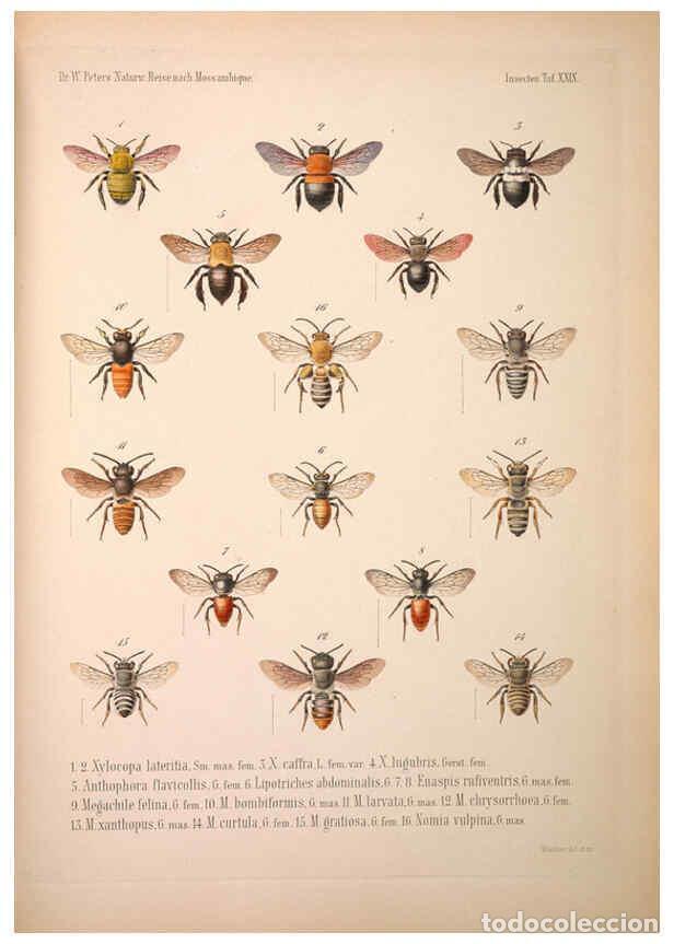 Collection Magazines and Newspapers: Reproducci&oacute;n/Reproduction 6260806534: Naturwissenschaftliche reise nach Mossambique Berlin,G. Reimer