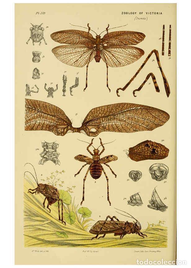 Collection Magazines and Newspapers: Reproducci&oacute;n/Reproduction 6008516980: Natural history of Victoria. Dec.11-15 Melbourne,J.Ferres, gov