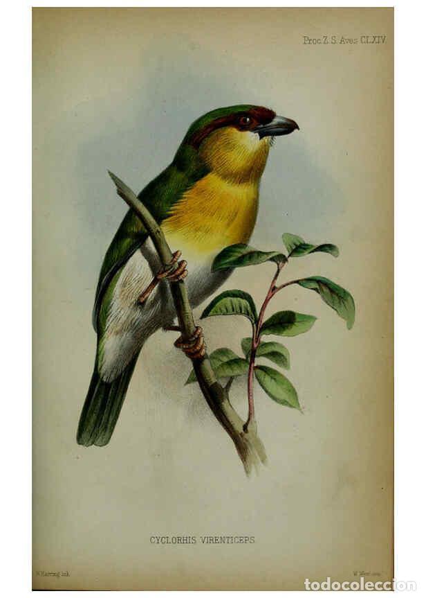 Collection Magazines and Newspapers: Reproducci&oacute;n/Reproduction 6005665387: Proceedings of the Zoological Society of London. 1860. London